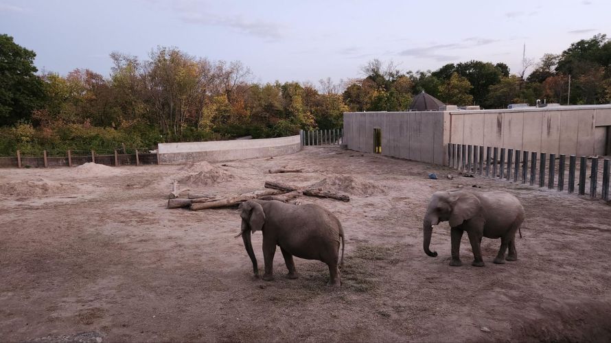 kc zoo glowild elephants 1